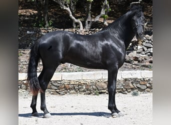 Menorquin, Stallion, 3 years, 15,1 hh, Black