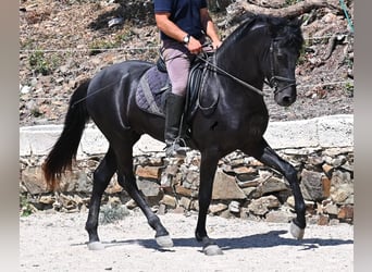 Menorquin, Stallion, 3 years, 15,1 hh, Black