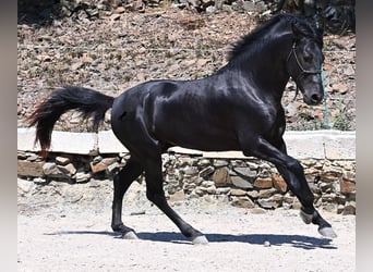 Menorquin, Stallion, 3 years, 15,1 hh, Black
