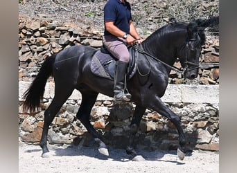 Menorquin, Stallion, 3 years, 15,1 hh, Black