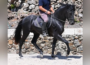 Menorquin, Stallion, 3 years, 15,1 hh, Black