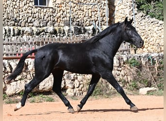 Menorquin, Stallion, 3 years, 16.1 hh, Black