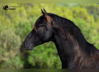 Menorquin, Stallion, 3 years, 16 hh, Black