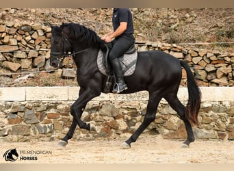 Menorquin, Stallion, 3 years, 16 hh, Black