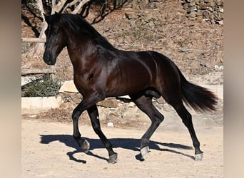 Menorquin, Stallion, 3 years, 16 hh, Black