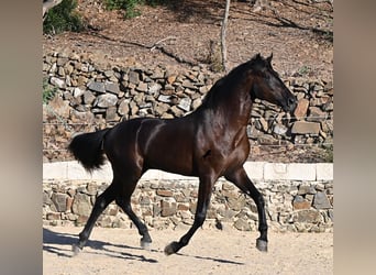 Menorquin, Stallion, 3 years, 16 hh, Black