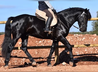 Menorquin, Stallion, 4 years, 14.3 hh, Black