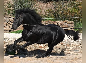 Menorquin, Stallion, 4 years, 14.3 hh, Black
