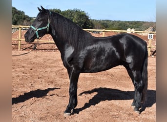 Menorquin, Stallion, 4 years, 14.3 hh, Black