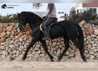 Menorquin, Stallion, 4 years, 15.2 hh, Black