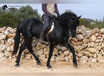 Menorquin, Stallion, 4 years, 15.2 hh, Black