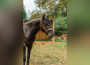 Menorquin, Stallion, 4 years, 15,3 hh, Black