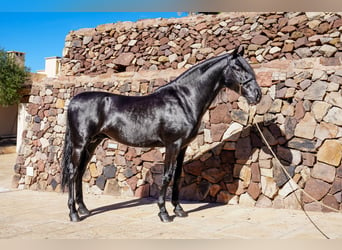 Menorquin, Stallion, 5 years, 15,1 hh, Black