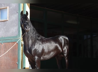 Menorquin, Stallion, 5 years, 15,1 hh, Black