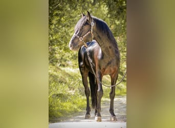 Menorquin, Stallion, 5 years, 15,2 hh, Black