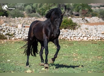 Menorquin, Stallion, 5 years, 15,1 hh, Black