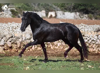 Menorquin, Stallion, 5 years, 15,1 hh, Black