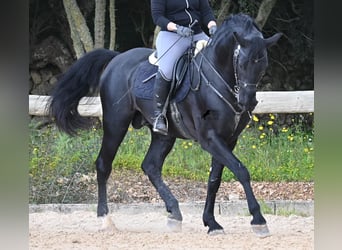 Menorquin, Stallion, 5 years, 15,2 hh, Black