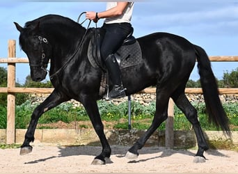 Menorquin, Stallion, 5 years, 15,3 hh