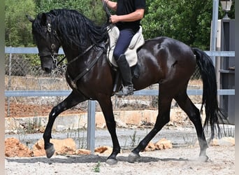 Menorquin, Stallion, 5 years, 16.2 hh, Black