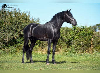 Menorquin, Stallion, 5 years, 16 hh, Black