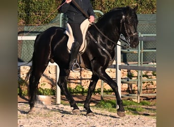 Menorquin, Stallion, 5 years, 16,2 hh, Black