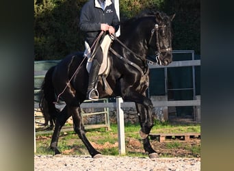 Menorquin, Stallion, 5 years, 16,2 hh, Black