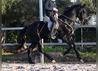 Menorquin, Stallion, 5 years, 16,2 hh, Black