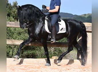 Menorquin, Stallion, 6 years, 15.1 hh, Black