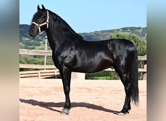 Menorquin, Stallion, 6 years, 15.1 hh, Black