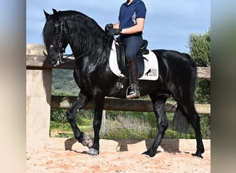 Menorquin, Stallion, 6 years, 15.1 hh, Black