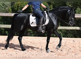 Menorquin, Stallion, 6 years, 15.1 hh, Black