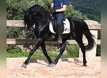Menorquin, Stallion, 6 years, 15.1 hh, Black