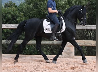 Menorquin, Stallion, 6 years, 15.1 hh, Black