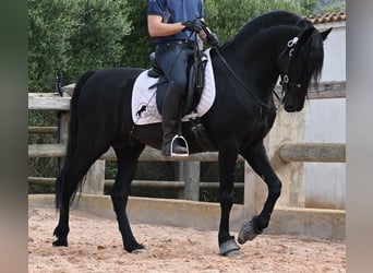 Menorquin, Stallion, 6 years, 15.1 hh, Black