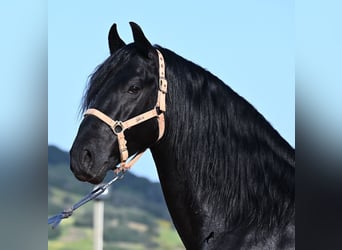 Menorquin, Stallion, 6 years, 15.1 hh, Black