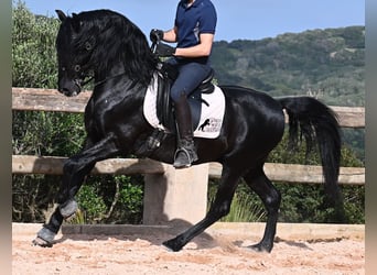 Menorquin, Stallion, 6 years, 15.1 hh, Black