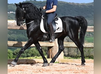 Menorquin, Stallion, 6 years, 15.1 hh, Black