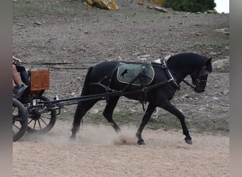 Menorquin, Stallion, 6 years, 15.2 hh, Black