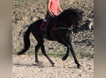Menorquin, Stallion, 6 years, 15.2 hh, Black