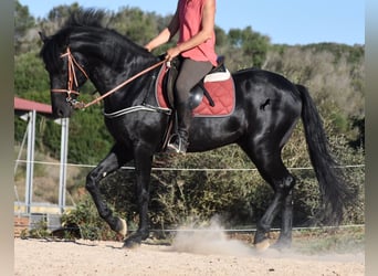 Menorquin, Stallion, 6 years, 15.2 hh, Black