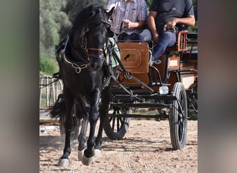 Menorquin, Stallion, 6 years, 15.2 hh, Black