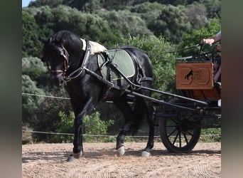 Menorquin, Stallion, 6 years, 15.2 hh, Black