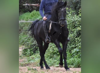 Menorquin, Stallion, 6 years, 15,2 hh, Black