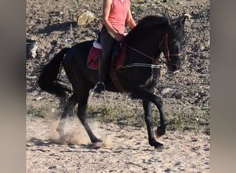 Menorquin, Stallion, 6 years, 15.2 hh, Black