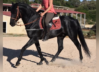 Menorquin, Stallion, 6 years, 15.2 hh, Black