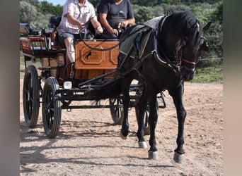 Menorquin, Stallion, 6 years, 15.2 hh, Black
