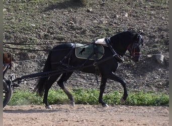 Menorquin, Stallion, 6 years, 15.2 hh, Black