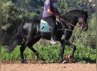 Menorquin, Stallion, 6 years, 15.2 hh, Black