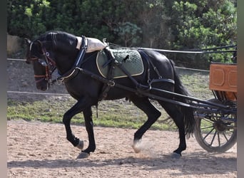 Menorquin, Stallion, 6 years, 15.2 hh, Black